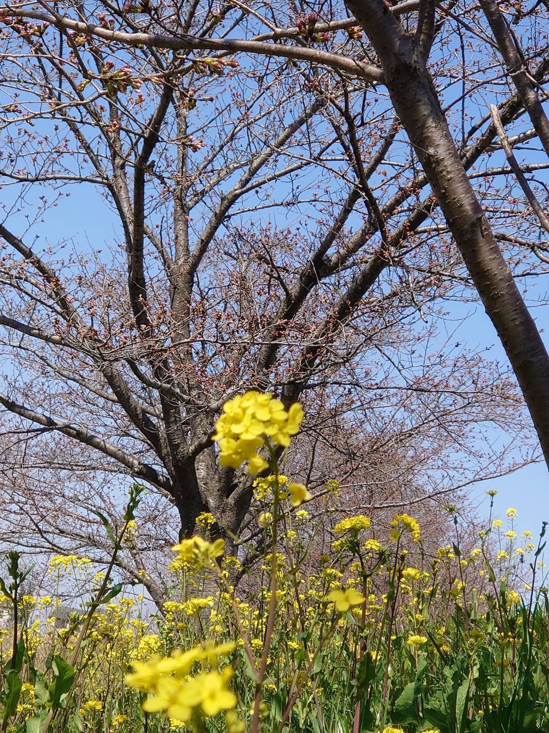 気軽に俳句 ささやきごと